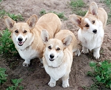 Misty Ridge Pembroke Welsh Corgis - dogs, pets, puppies, corgi, champion, animal, pedigree, kennel, breeder, champion